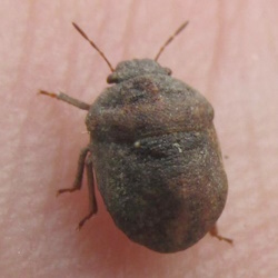 Psacasta neglecta